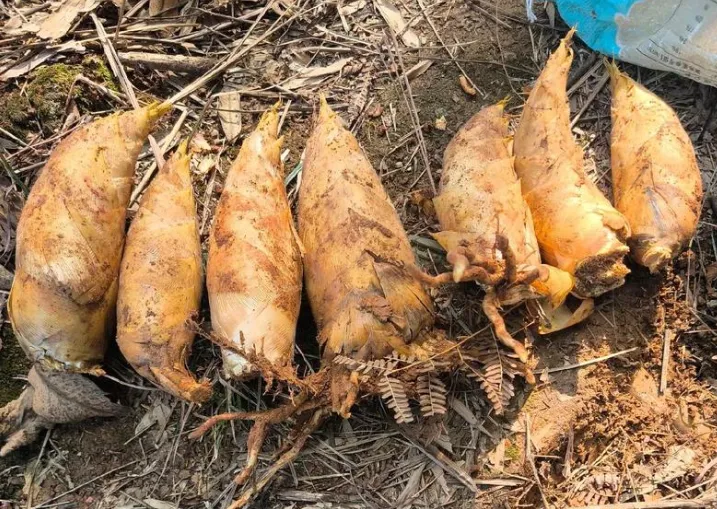 e1bba1d54a7331aff5b0a3cdcb6e1feb-sz_1177505