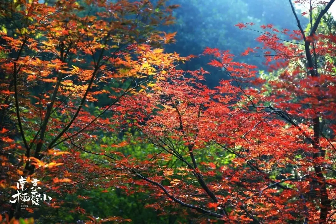 元旦”什么叫天花板🍁『四钻南京！全程大巴·5天连住曙光薇-赏枫天花板，牛首山含！栖霞山含！