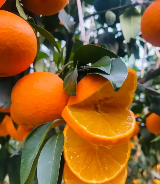 e47cdf541045d28c75369a0d8b6ed452-sz_586039 e47cdf541045d28c75369a0d8b6ed452-sz_586039