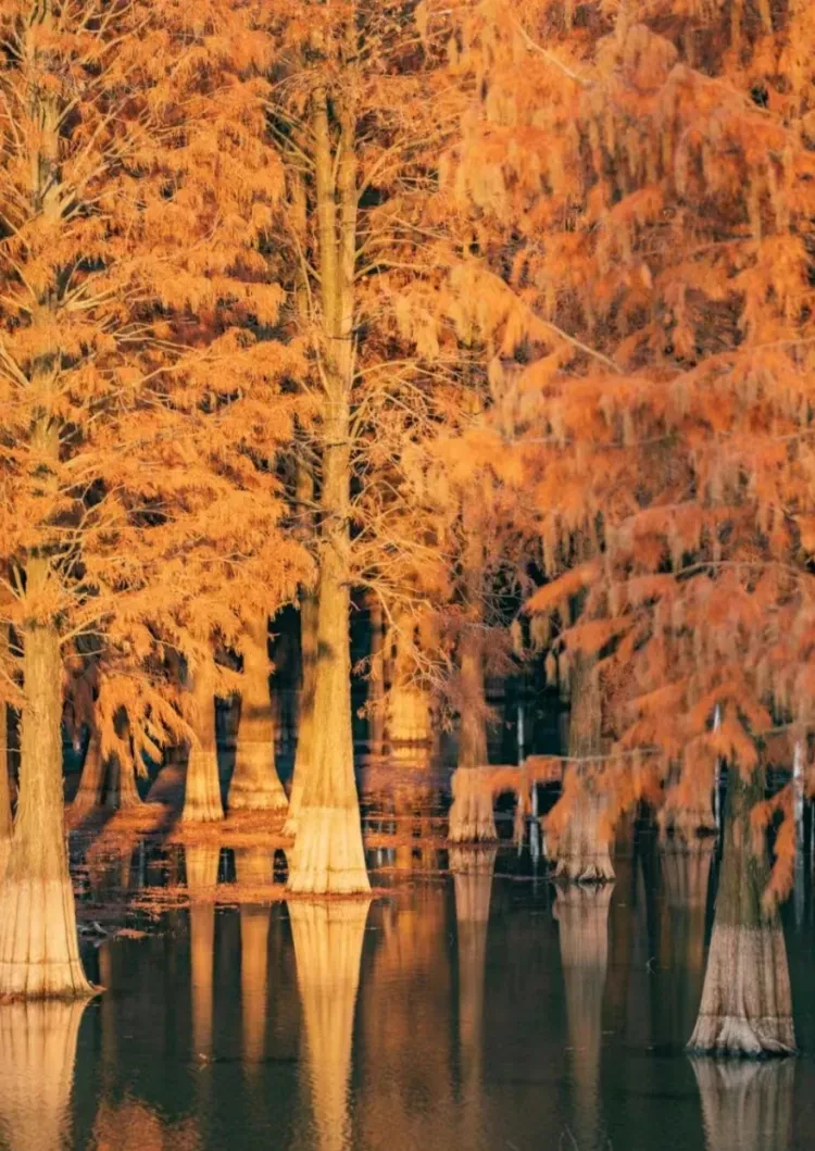 e5630d733dac2bc1f6b6ce500f8dd01d-sz_1988926