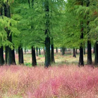 e5aaf83ec6fbdfe023a9bd7bd35d5716-sz_486242 e5aaf83ec6fbdfe023a9bd7bd35d5716-sz_486242