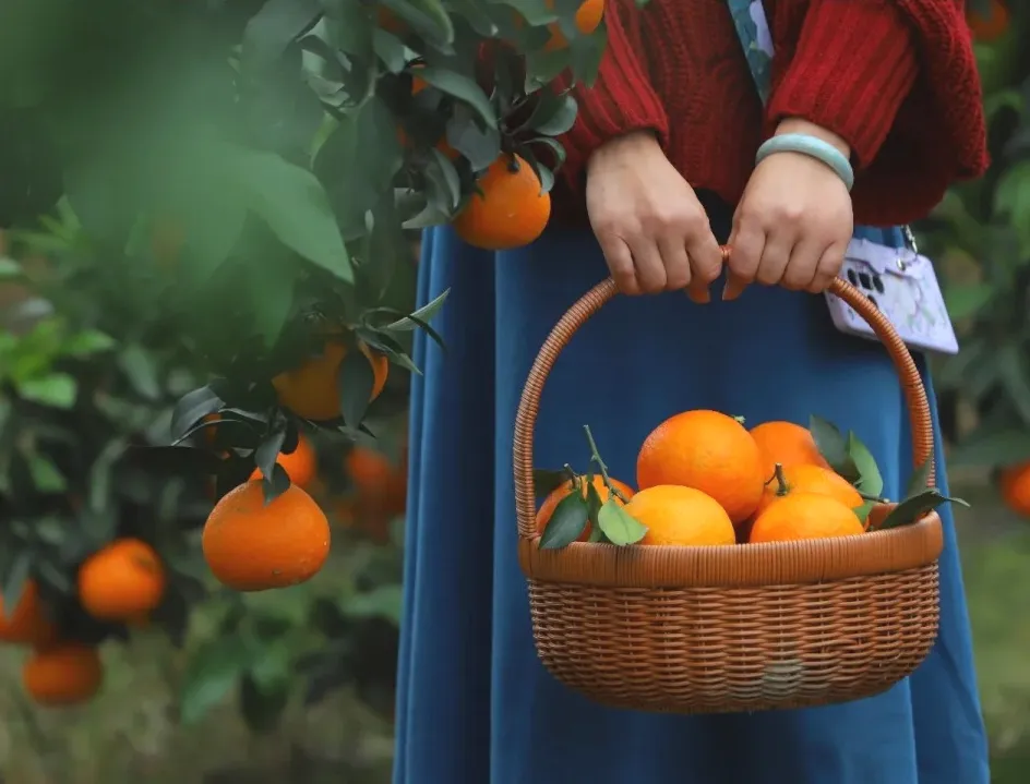 e635a848144ef40694581b9f50dbde58-sz_2793093