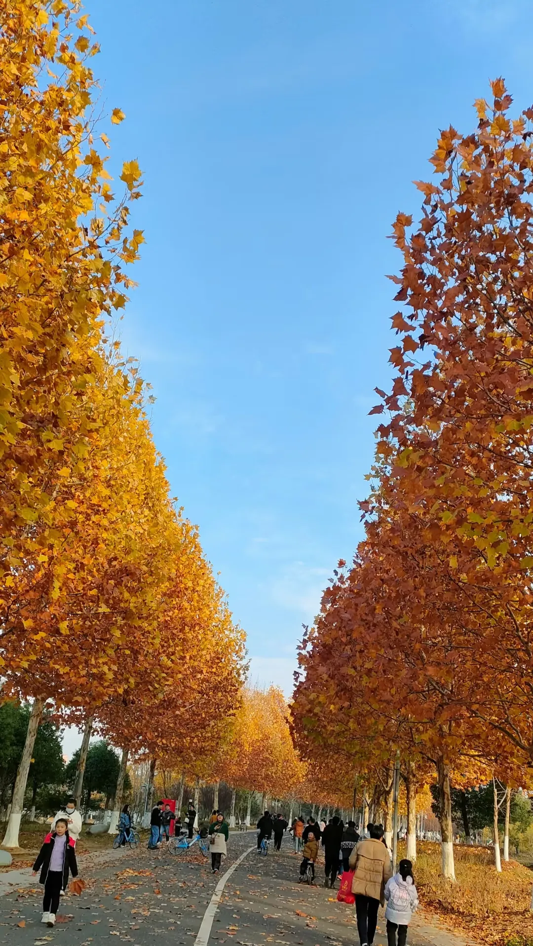 e80c31fea2444be30c030d83e2fa0985-sz_1808038