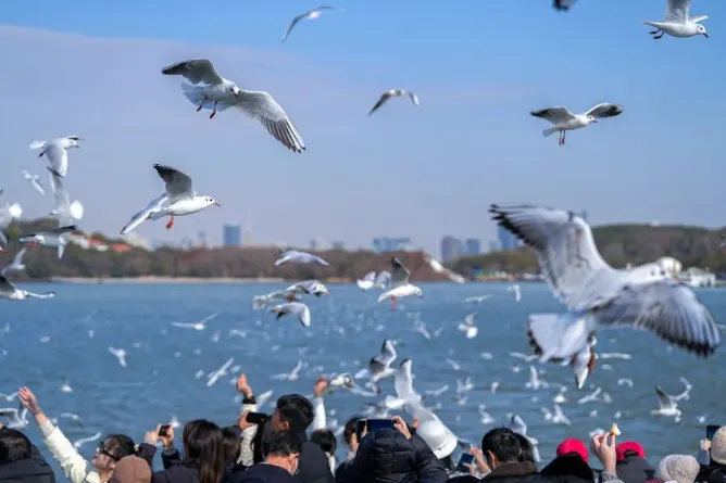 无锡观红嘴鸥+冬赏“枫叶”298元二日游►『“鼋头渚”水杉+品尝南长街美食』如诗如画“宛如人间仙境”•赠1早2正•周末不涨价