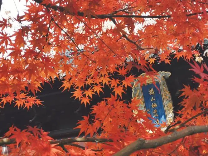 ef0be80e18b225561142efd2c627ce86-sz_80018-1 ef0be80e18b225561142efd2c627ce86-sz_80018-1