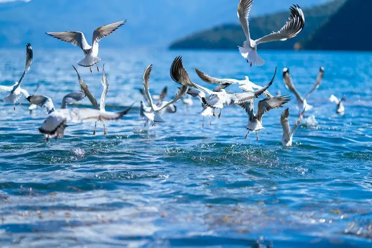 f1494f24e228431cfacff6488de14541-sz_69650