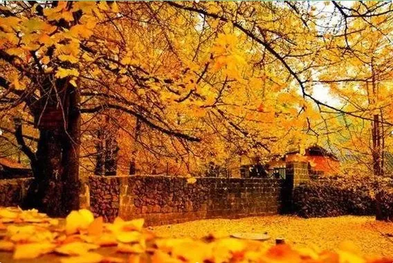 20人上海自组团【腾冲＋版纳】￥4680/人起，腾冲芒市瑞丽西双版纳双飞4动8日品质游，携程4钻+1晚腾冲温泉酒店