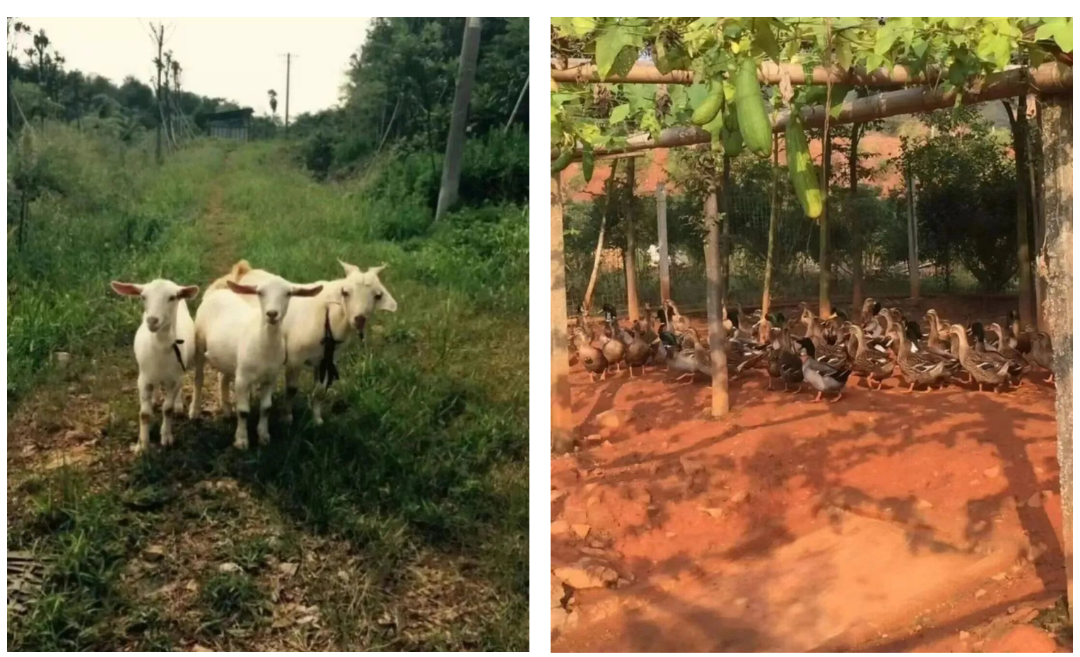 fdd720088f0dc5bf34d283be9a71e3ef