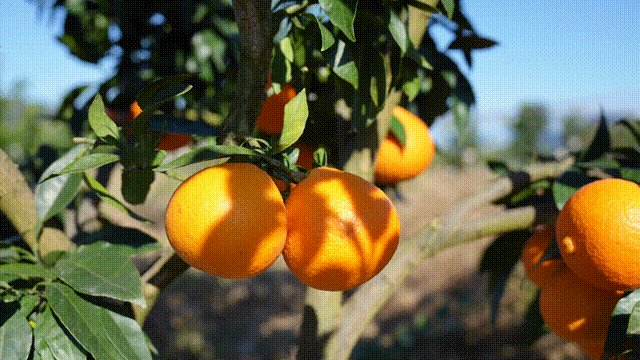 feb53d5e81d0ed0232c4ca542fe36743-sz_3024939 feb53d5e81d0ed0232c4ca542fe36743-sz_3024939