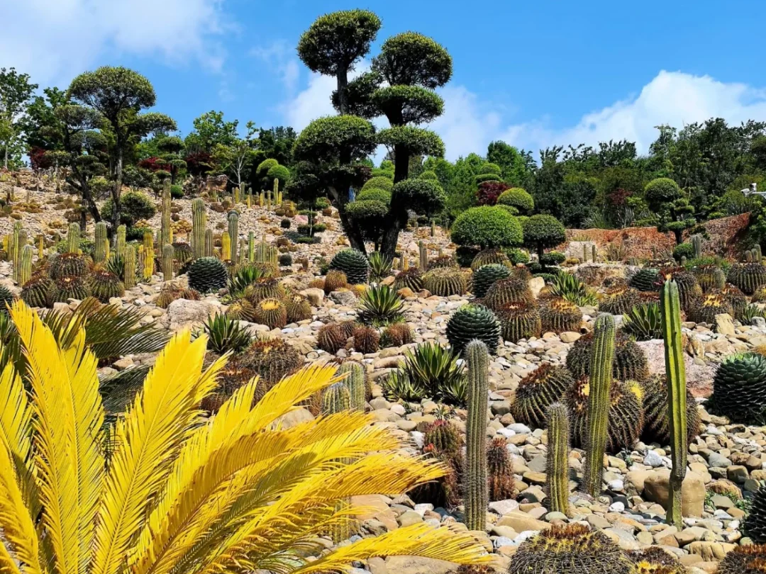 00000000APMJRQvWNYtDaydP