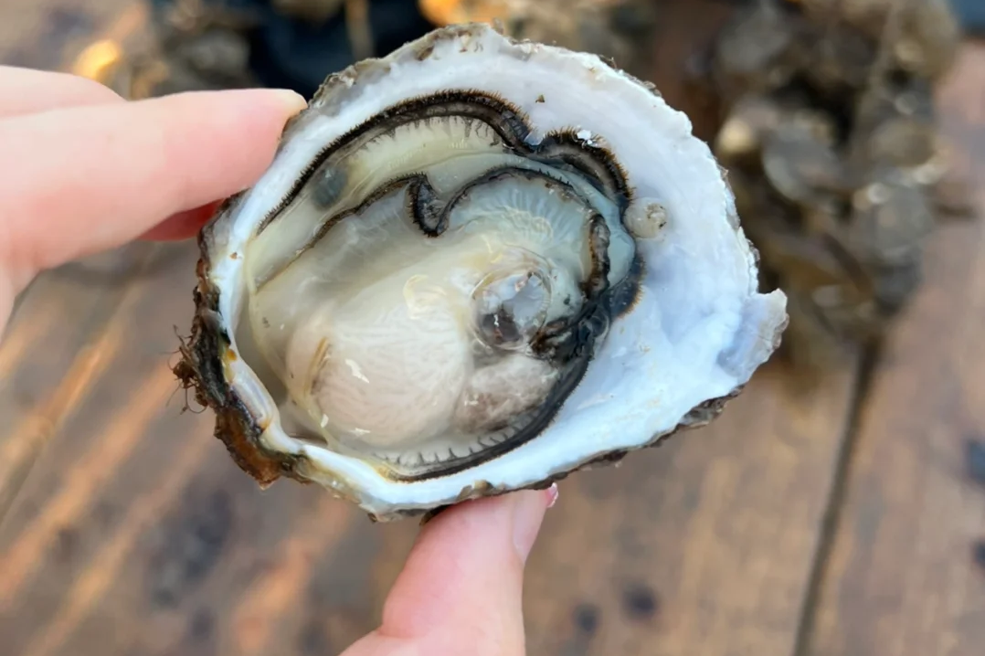 00000000GUmWoLWHdpSNqSCU