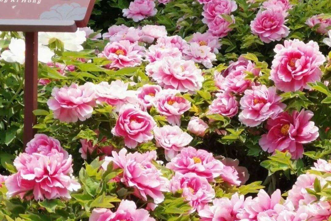 2599起【赏国花牡丹 游深度老君山】双飞7日·体验全景河南；既有人文古迹·、又有自然景观、坐2+1保姆车、住四钻大酒店