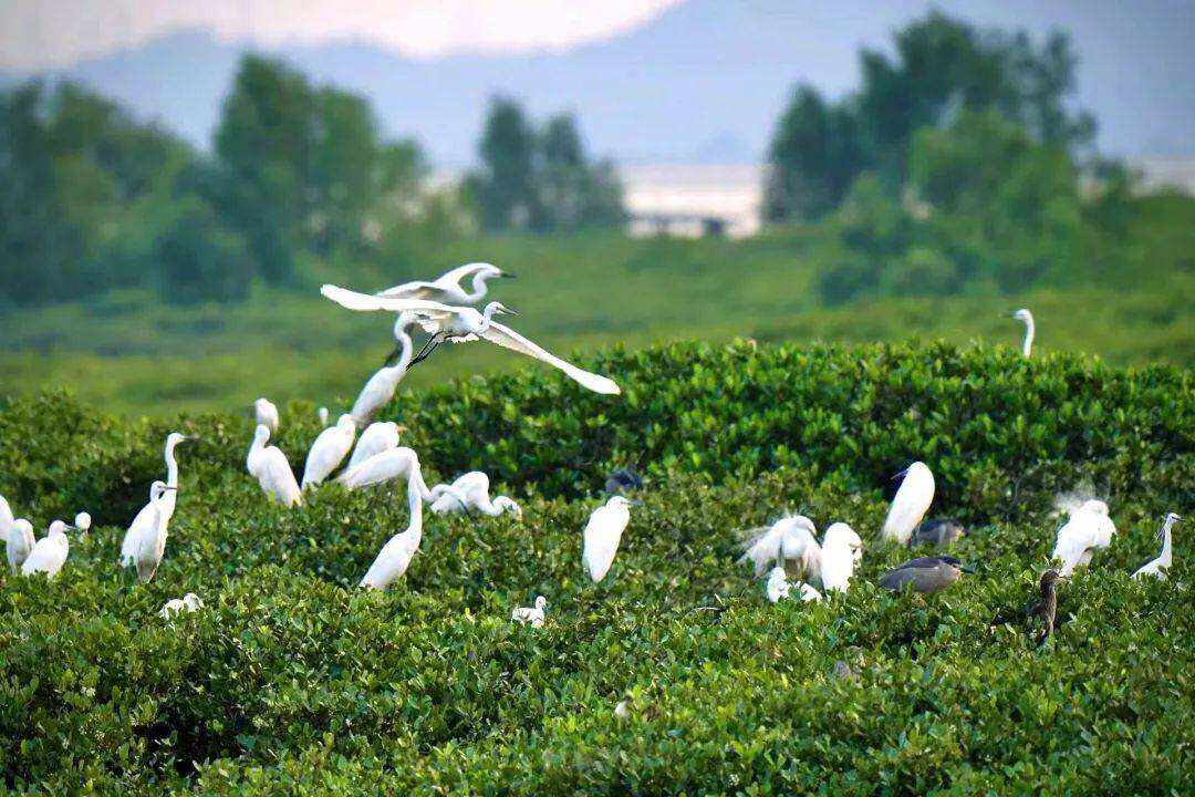 00000000NFIlshgXycqFdASw