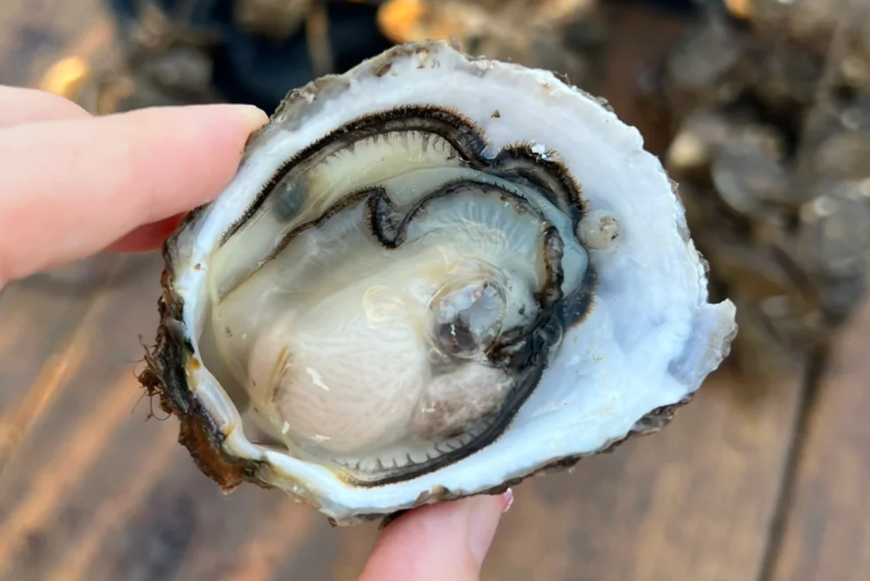 00000000QWeLqNvonWsSCOZm