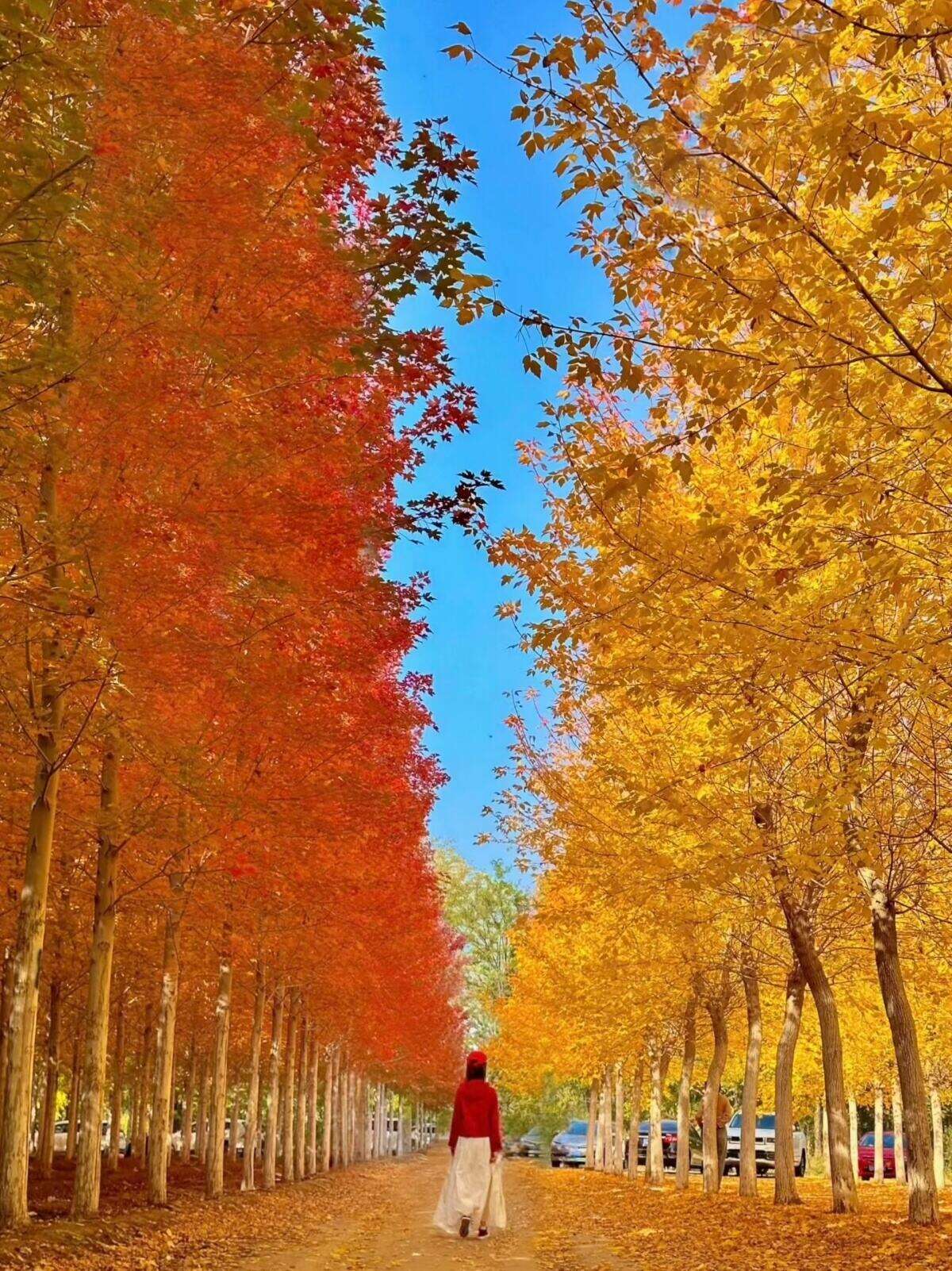 ❣️2026年春节 福绕马年❣️京喜帝都>2580元真纯玩>0自费0景交0购物0暗店0必消>故宫.长城.颐和园深度3小时.天坛通票.恭王府.三环沿线4晚连住.双卧7日｜双高5日｜1飞1高5日