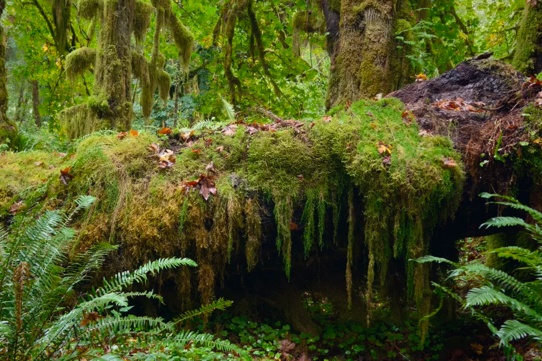 00000000TjwgcNBodQtmNfhi