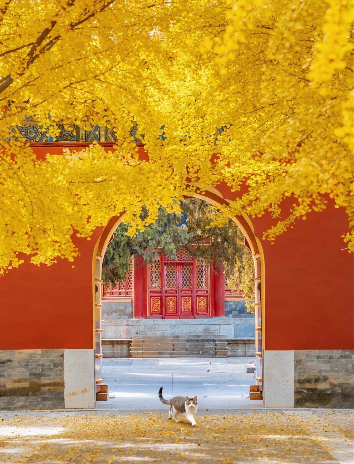 00000000ivdOzuIZwZfDrIxI