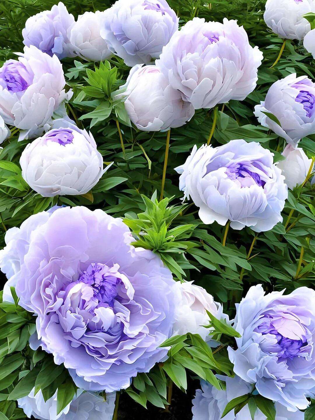 00000000jEkmNboKRzXRpmRu 00000000jEkmNboKRzXRpmRu