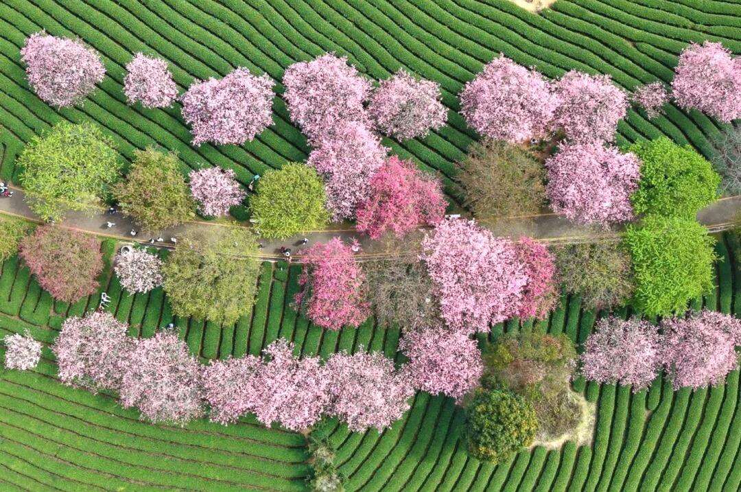 00000000qWfdFCJQCWpgxoZV