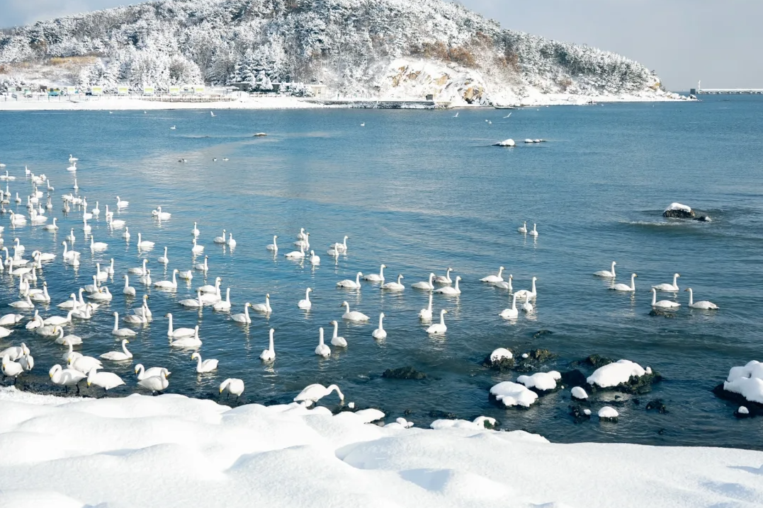 00000000uOILXcOrSLGRpPEz