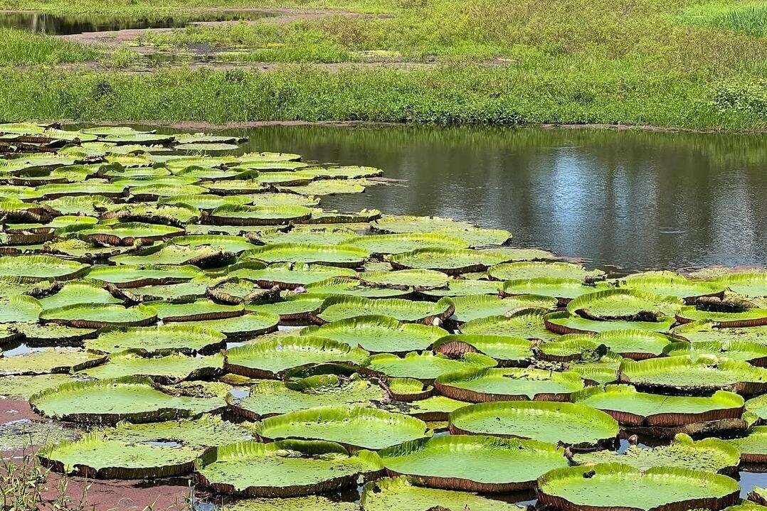 00000000voxxZDcvjoLAnVDh