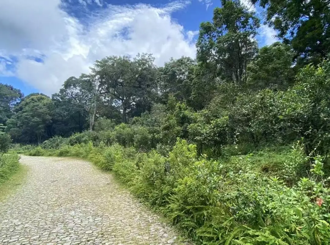 00dfa05ad29106739d3bd8c2e9e0cdce-sz_233395