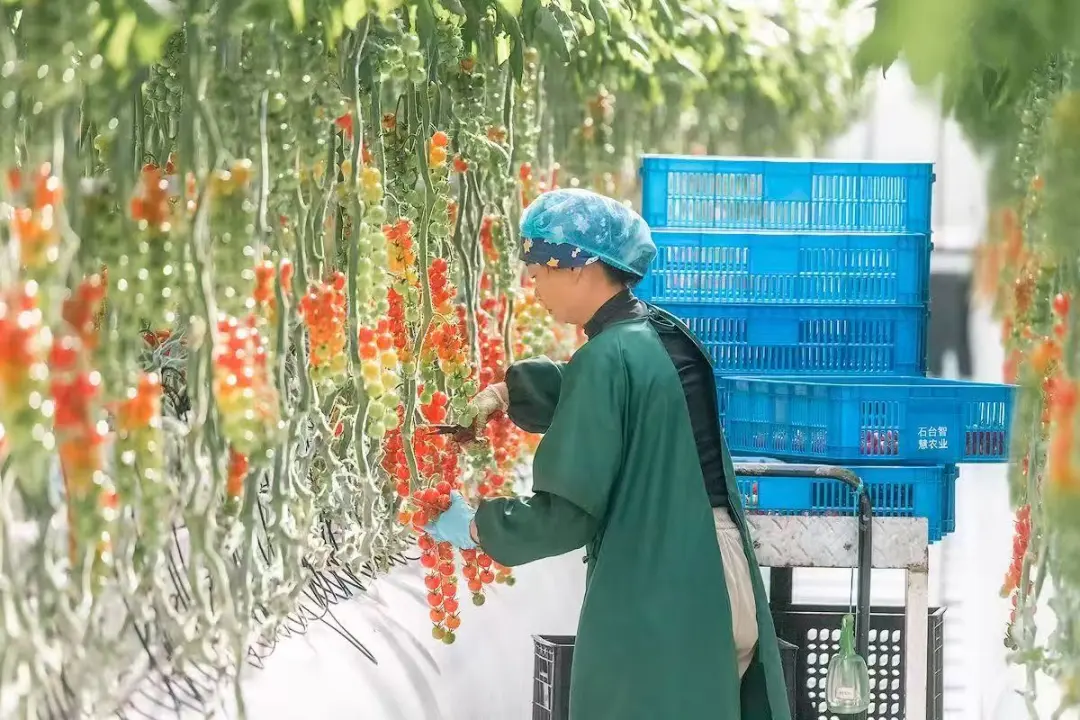 03c2c7425109ba674d547da25e4db9f2-sz_184343