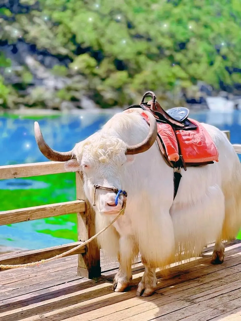 090417155fe996cfda0ef374f68abb05-sz_213730