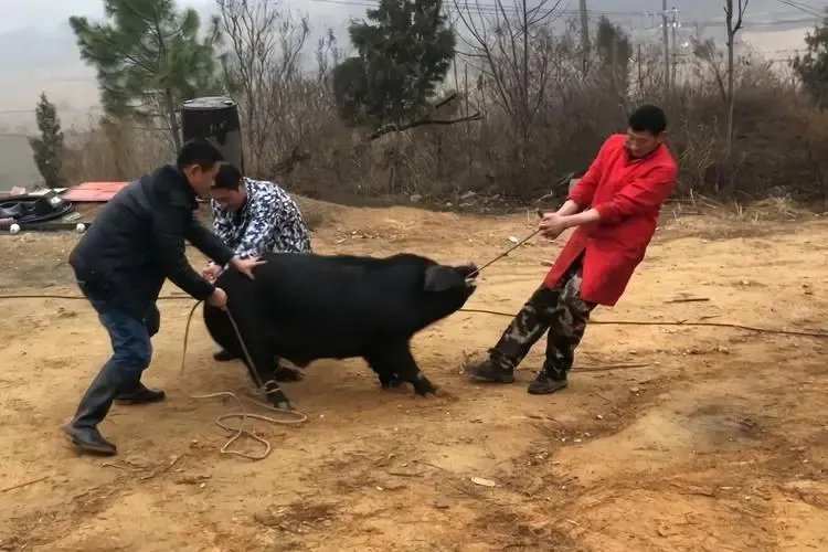 0a81500192f461ccf469b67219978d47-sz_729605