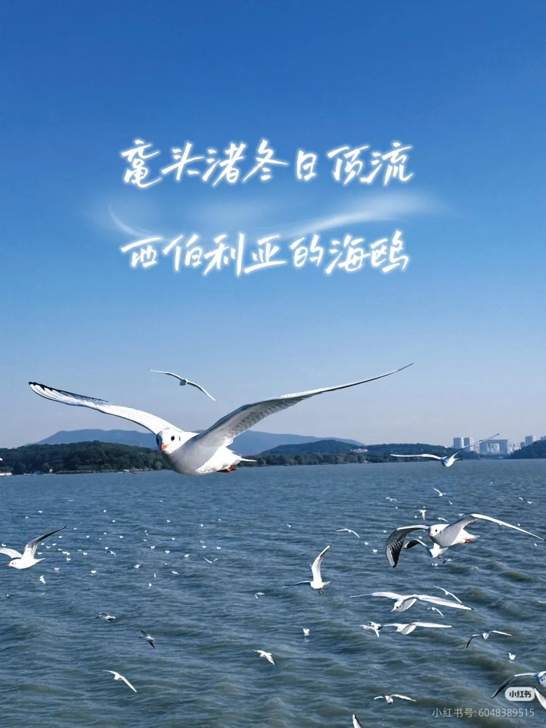 0a92c3d67c154e4f285025b94f2e785e-sz_1258482-1