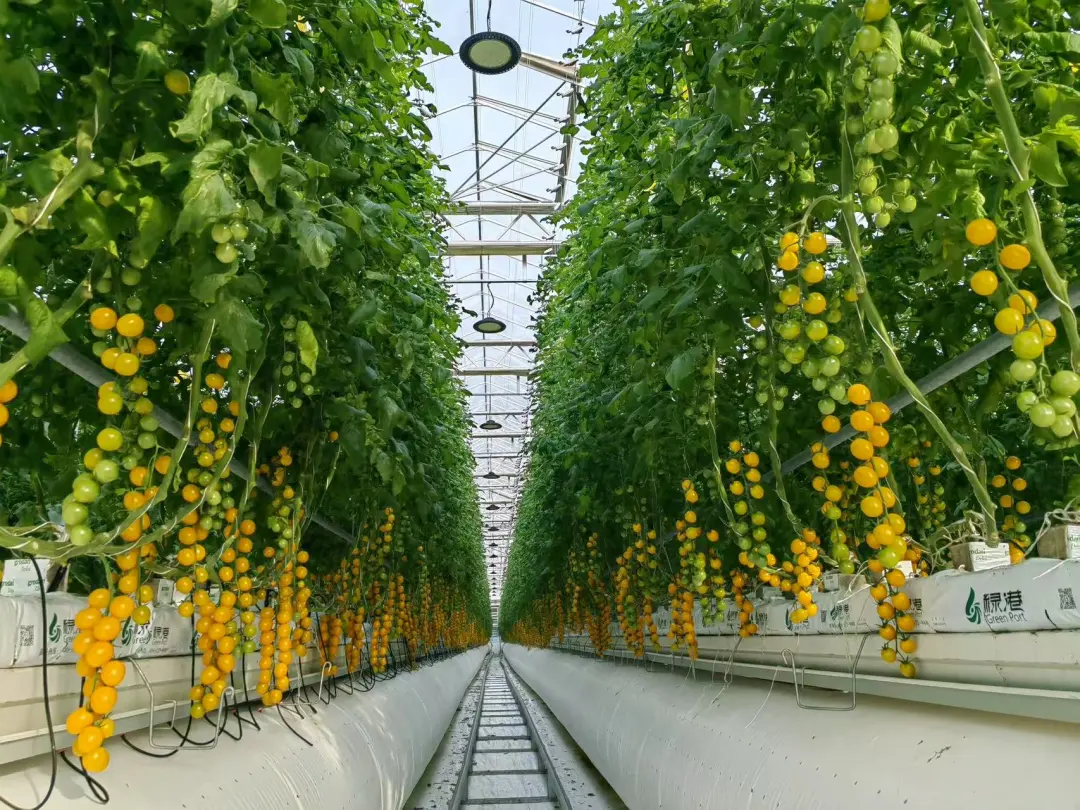 0bb7986c8edc6c45f5dc6dfea642b370-sz_446018