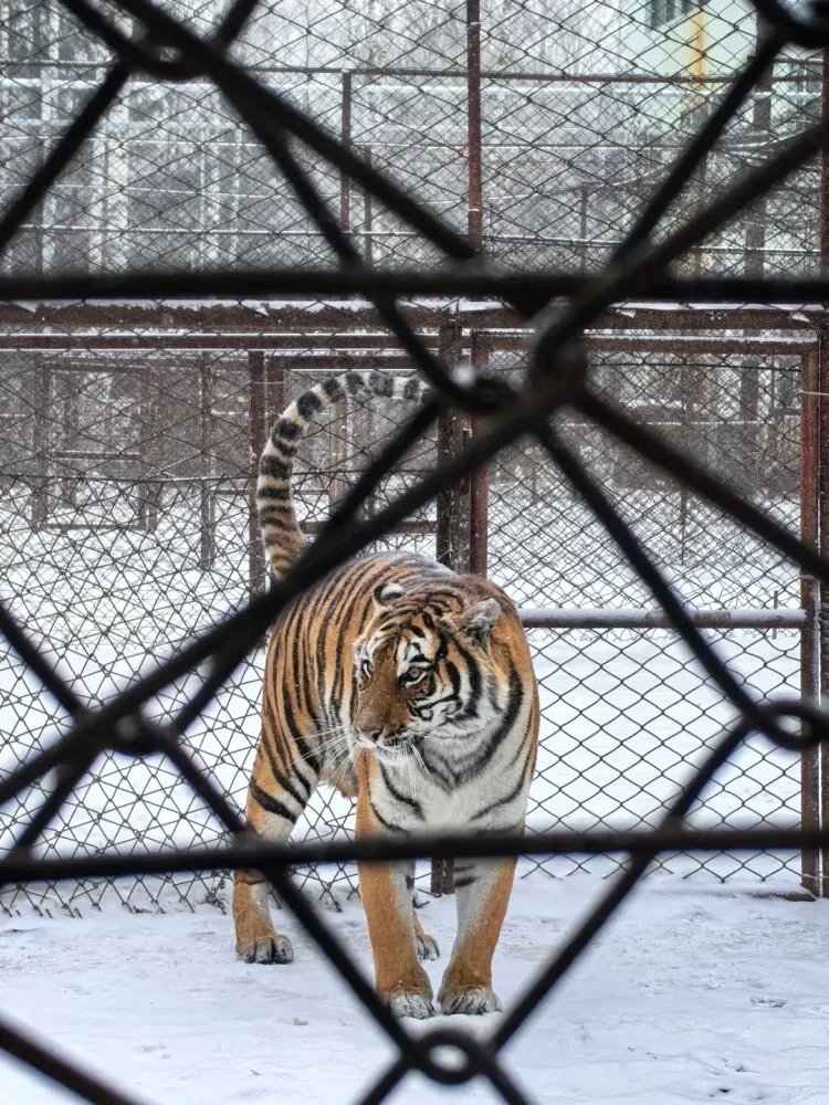 0ff95de9eb1354080c99398711ae8006-sz_2999282