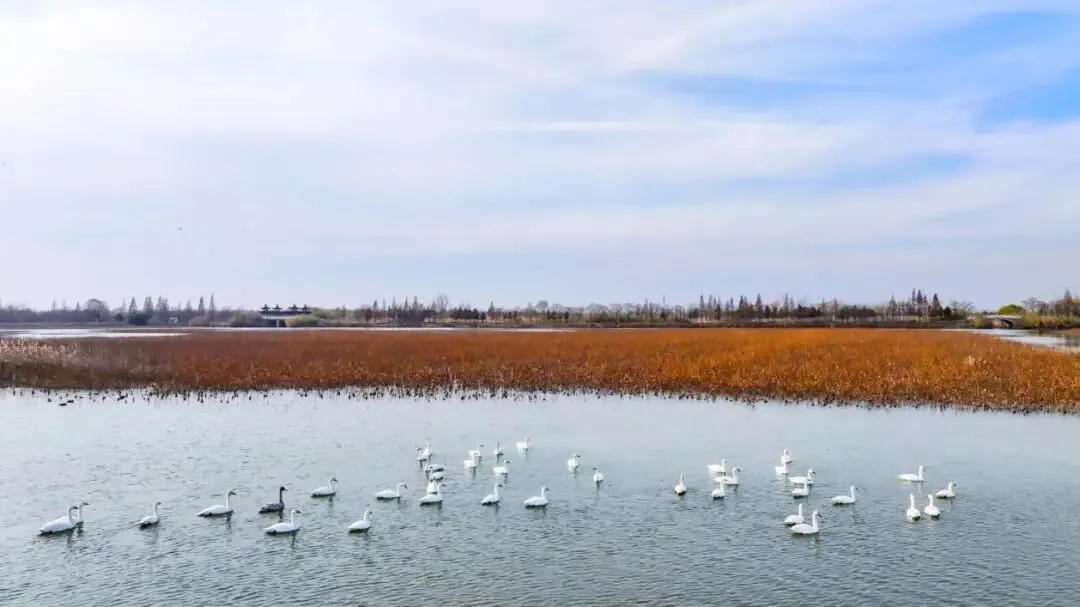 10a8bababec6b3c7641e09190ec59b5f-sz_74309