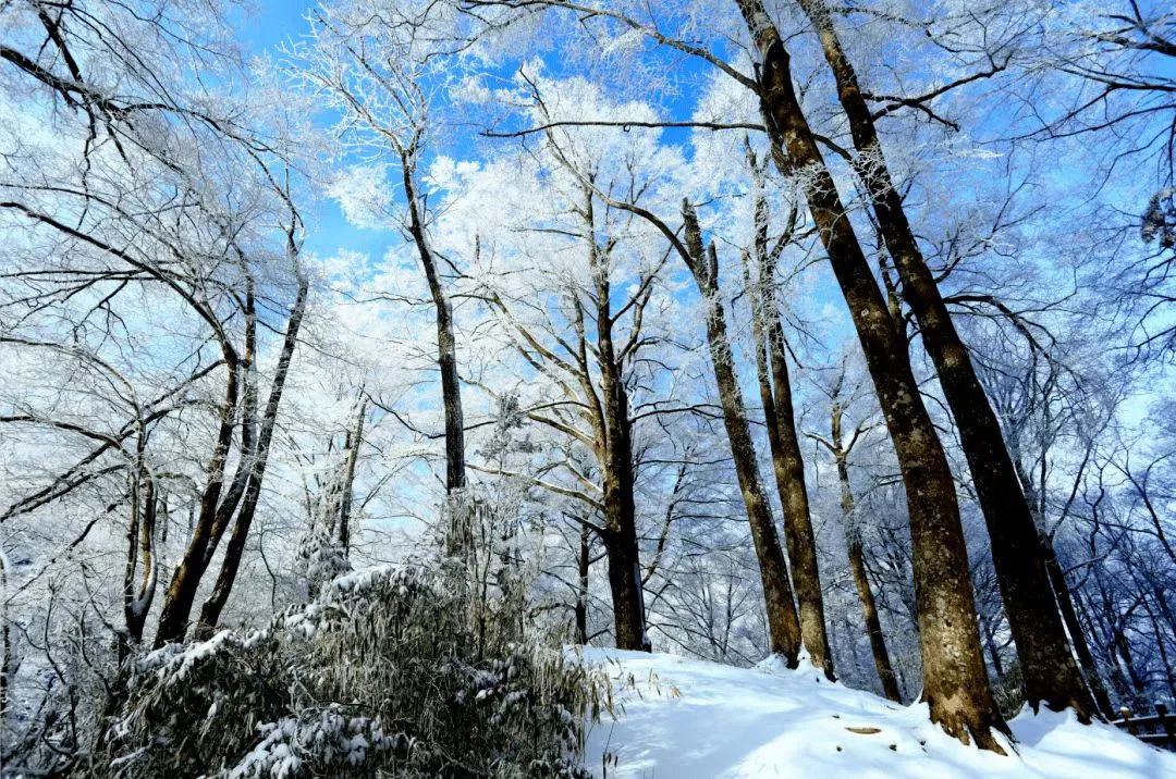 126b8c574baa077ca7de9bb555144827-sz_272862