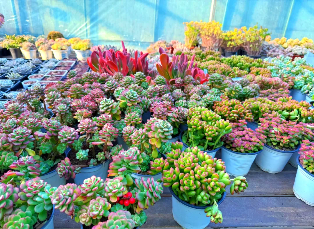 126e84415117a7f60723662e642d681a-sz_2739506