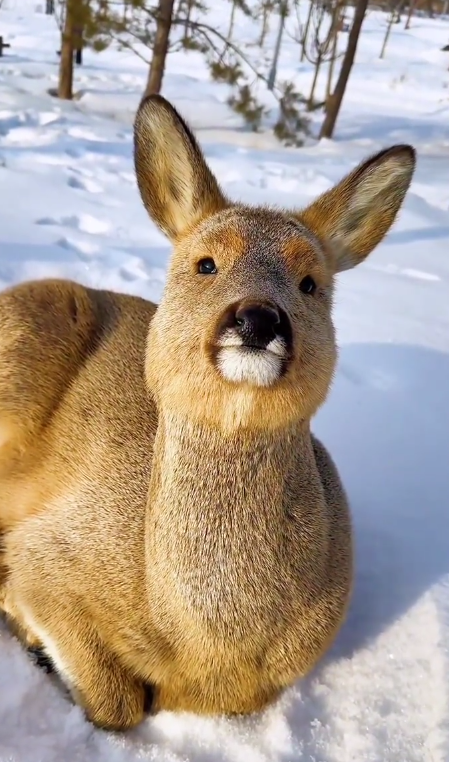 华东自组  一价全含  【2025-高逼格–畅游东北】双飞6天  中国雪乡/雪韵大街/雪乡邮局/亚布力小火车/马拉爬犁  俄罗斯家访/雾凇长廊/哈尔滨/中央大街  斯大林公园/防洪纪念塔/哈药六厂/731历史遗址