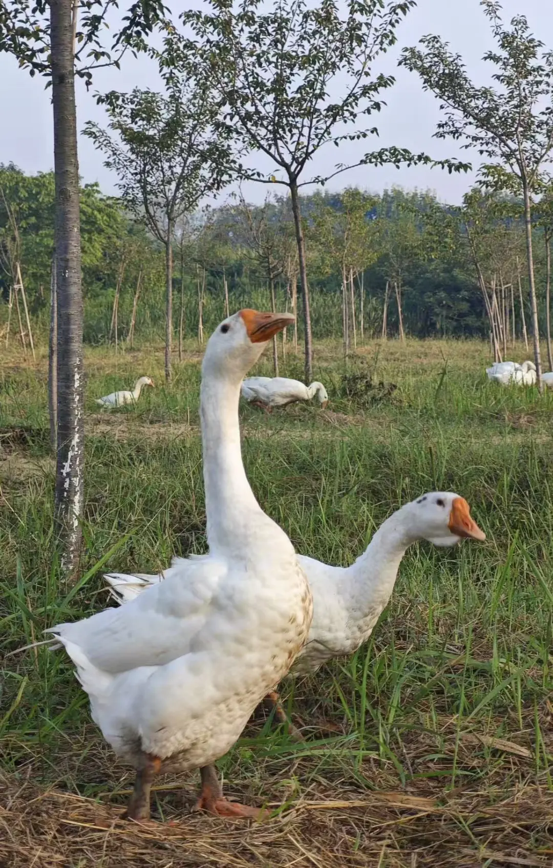 184bed97b4882b810b71db9be9d1a172-sz_456685 184bed97b4882b810b71db9be9d1a172-sz_456685