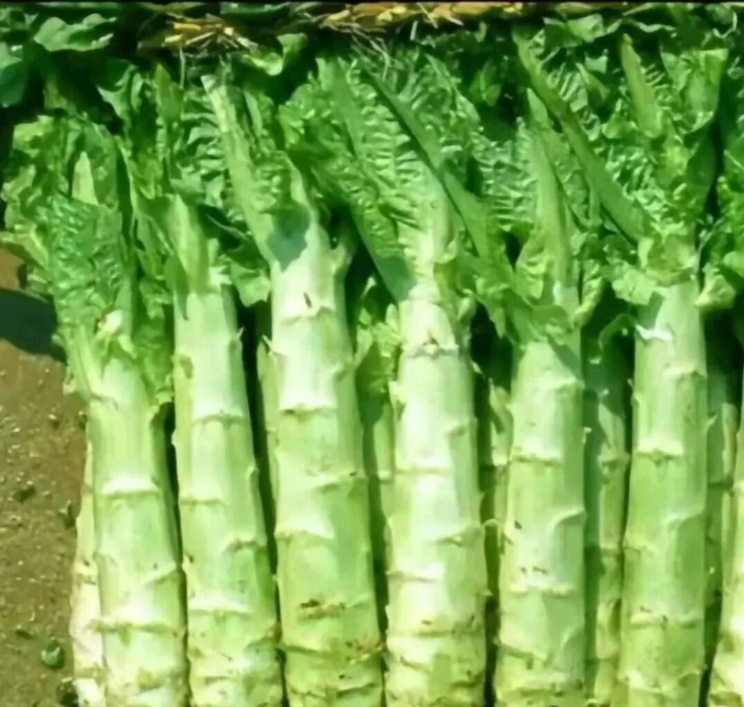 18e095348f4b7bf57ae150ccb8d13012-sz_141259-1