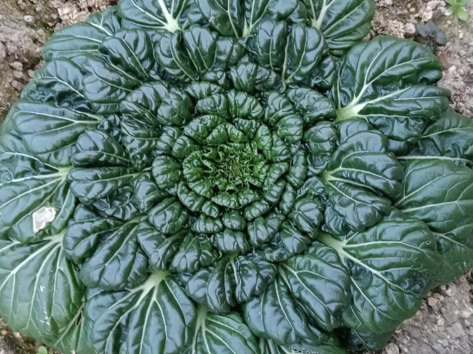 1a361779c877db8b5d469f6493f7cf7e-sz_1503753