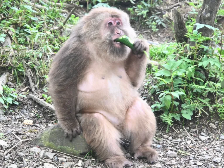 1daaf88f71b52081e3777fbb8c5ac6e7-sz_1421615 1daaf88f71b52081e3777fbb8c5ac6e7-sz_1421615