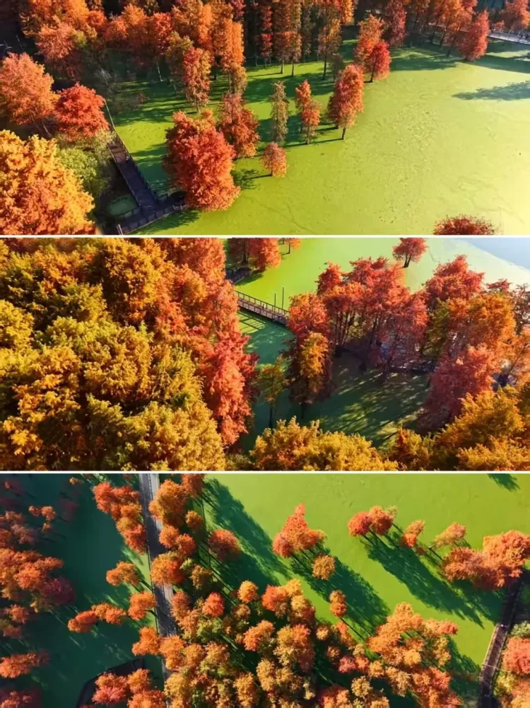 1ea3846f935cff54873b0cf0a272171b-sz_3805484