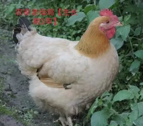 25b10ad5cb9b81d1d28615247d14502a-sz_51467-2