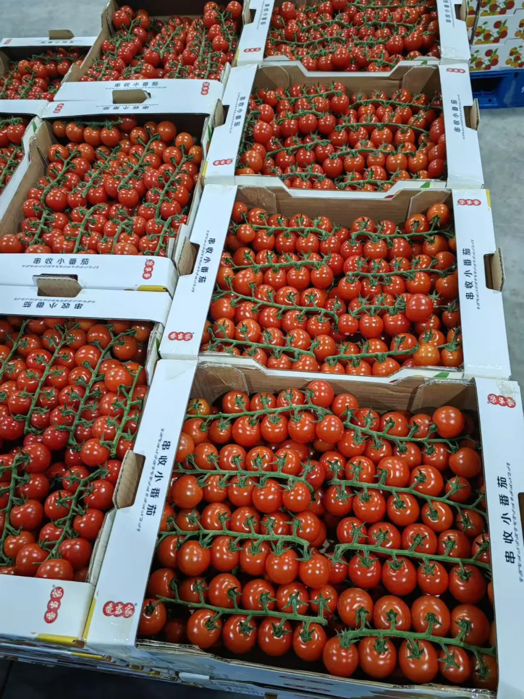 271a9078c19cc5a40f59033e4776bd0c-sz_416333