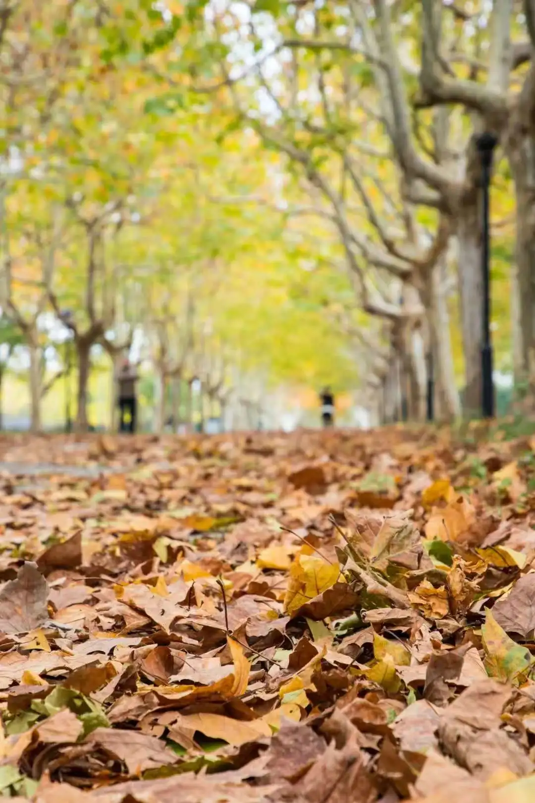 2824ab28ecefc2ede4dc118b831cf9b3-sz_160859