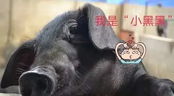 2c0ecba42d14e15ce2d82dd49ba6ad9f-sz_36707-2