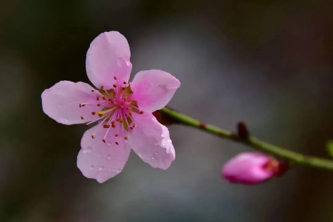 31463e9f136c40bc7c60d5d1d22be5db-sz_35705 31463e9f136c40bc7c60d5d1d22be5db-sz_35705