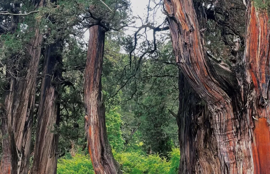 329d101d69aaafcfc19757668bf2a49c-sz_2055200