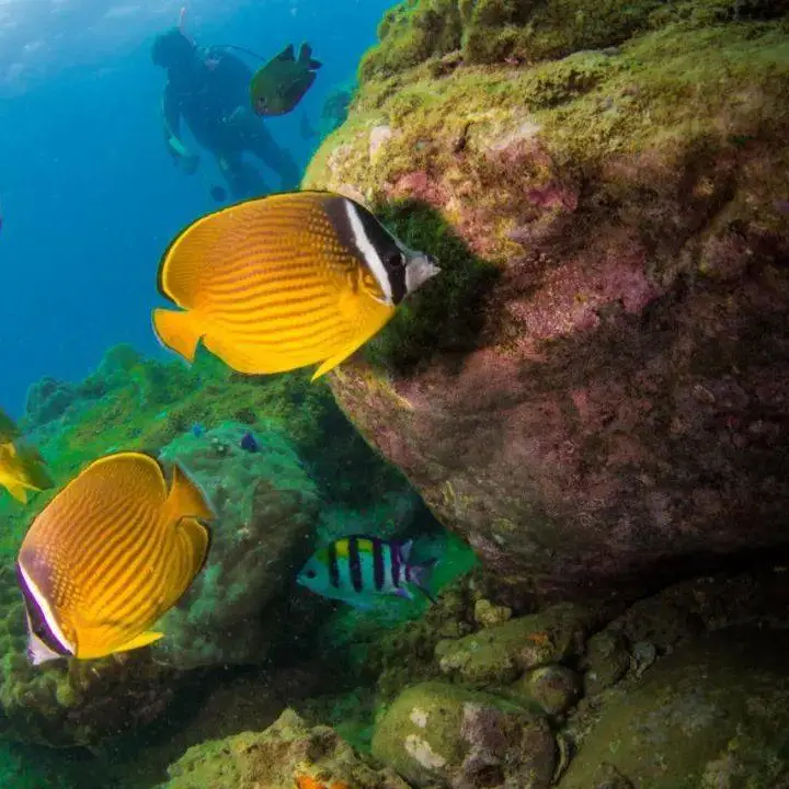 33883fc877aa5bcb28300b3846c807a6-sz_98428 33883fc877aa5bcb28300b3846c807a6-sz_98428