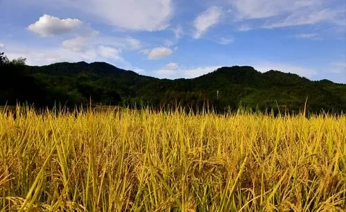 3f3ba00a379e0244cb0d78525001c0d4-sz_44852 3f3ba00a379e0244cb0d78525001c0d4-sz_44852