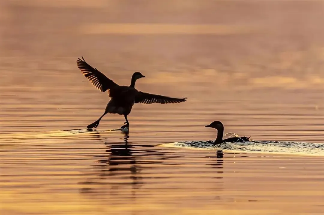 41b5ec41eda2c758fd871c648dd58499-sz_73165